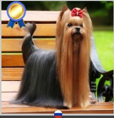 TOY SAVOY YSL LOVE AGAIN